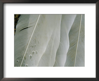 A Close View Of Pelican Feathers by Bill Ellzey Pricing Limited Edition Print image