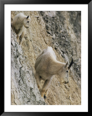 Rocky Mountain Goats On A Steep Hillside by W. E. Garrett Pricing Limited Edition Print image