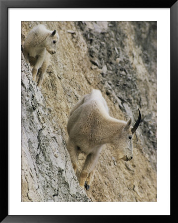 Rocky Mountain Goats On A Steep Hillside by W. E. Garrett Pricing Limited Edition Print image