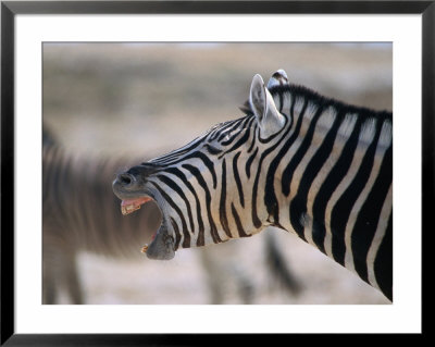 Burchell's Zebra Yawning, Etosha National Park, Etosha National Park,Kunene, Namibia by Carol Polich Pricing Limited Edition Print image