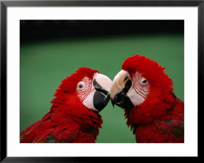 Green-Winged Macaws (Ara Chloroptera) At Jurong Bird Park, Singapore by Manfred Gottschalk Pricing Limited Edition Print image