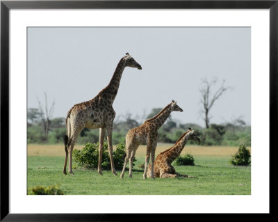 A Group Of Giraffes Resting In Chobe National Park by Beverly Joubert Pricing Limited Edition Print image