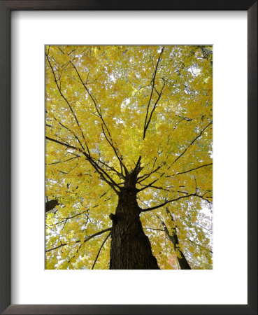 Tree With Autumn Leaves by Dennis Macdonald Pricing Limited Edition Print image