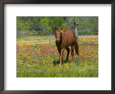Quarter Horse In Wildflower Field Near Cuero, Texas, Usa by Darrell Gulin Pricing Limited Edition Print image