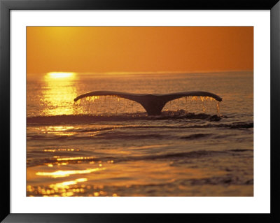 Humpback Whale by Amos Nachoum Pricing Limited Edition Print image