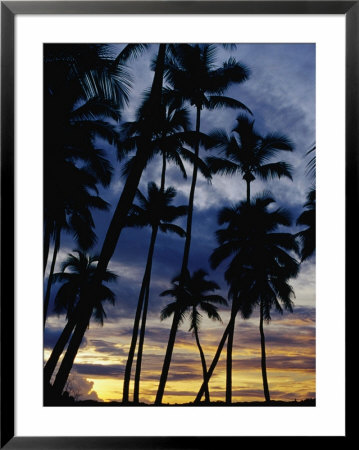 Palm Trees Silhouetted At Sunset, Fiji by Richard I'anson Pricing Limited Edition Print image