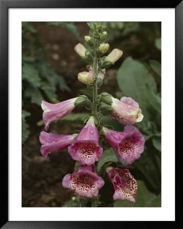 Foxglove, Which Yields Digitalis, Is Vital In The Treatment Of Heart Disease by Sam Abell Pricing Limited Edition Print image
