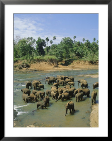 Elephants In The River, Pinnewala, Sri Lanka by G Richardson Pricing Limited Edition Print image