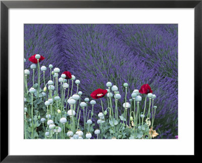 Lavender Field And Poppies, Sequim, Olympic National Park, Washington, Usa by Charles Sleicher Pricing Limited Edition Print image
