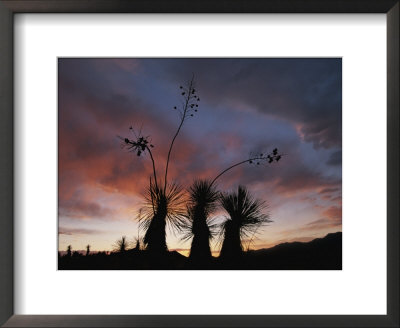 Spanish Bayonet Yucca Plants Silhouetted Against The Evening Sky by Annie Griffiths Belt Pricing Limited Edition Print image