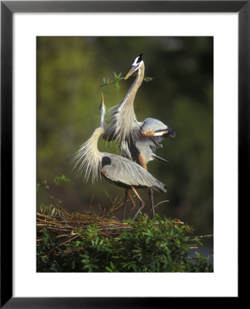 Great Blue Herons In Courtship Display At The Venice Rookery, South Venice, Florida, Usa by Arthur Morris Pricing Limited Edition Print image