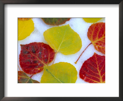 Colorful Aspen Leaves On Snow, Colorado, Usa by Julie Eggers Pricing Limited Edition Print image