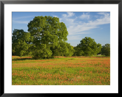 Paint Brush In Fields Near Gay Hill, Texas, Usa by Darrell Gulin Pricing Limited Edition Print image