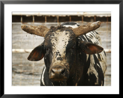 Championship Bulls At The Mequite Rodeo Ranch by Tim Sharp Pricing Limited Edition Print image