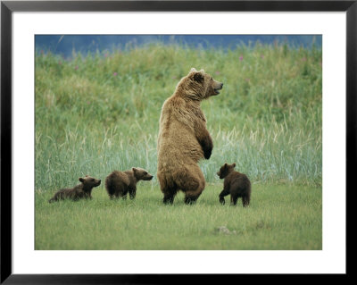 An Alaskan Brown Bear Stands Up To Look Out For Any Danger To Her Three Cubs by Roy Toft Pricing Limited Edition Print image