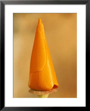 A Close View Of The Tight Flower Bud Of A California Poppy by Rich Reid Pricing Limited Edition Print image