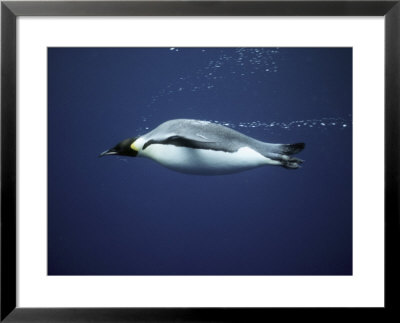 An Emperor Penguin Swims Underwater by Bill Curtsinger Pricing Limited Edition Print image