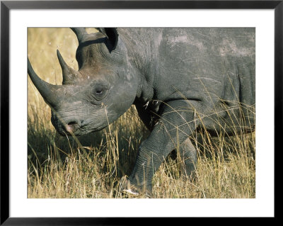 Blank Rhino (Diceros Bicornis) Mara, Kenya by Ralph Reinhold Pricing Limited Edition Print image
