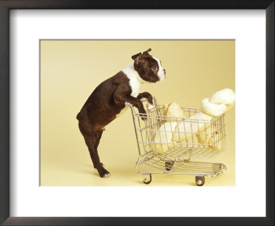 Boston Terrier Puppy Shopping For Bone by Fogstock Llc Pricing Limited Edition Print image