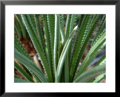 New Fern Growth, Florida, Usa by Lisa S. Engelbrecht Pricing Limited Edition Print image