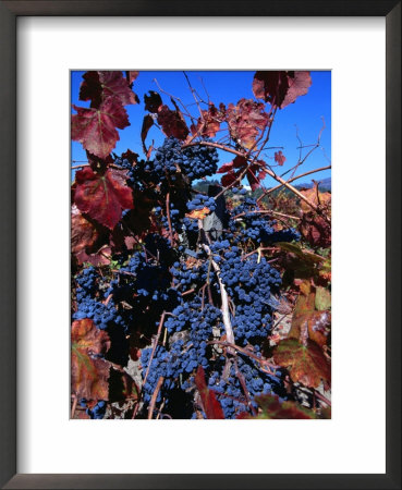 Grape Vine, Napa Valley, Usa by Lee Foster Pricing Limited Edition Print image