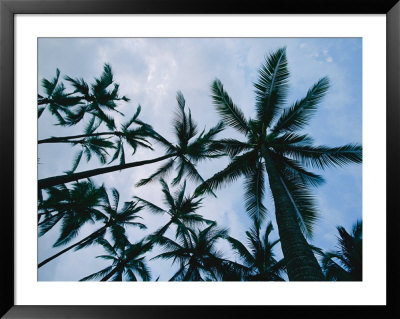 Tops Of Palm Trees Shot Against The Sky by Marc Moritsch Pricing Limited Edition Print image