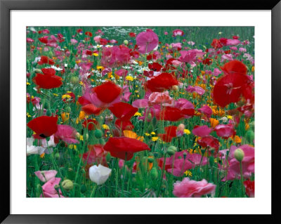 Shirley Mixed And California Poppy Field, Washington, Usa by Jamie & Judy Wild Pricing Limited Edition Print image