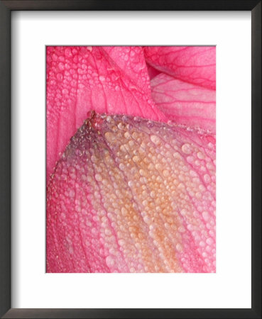 Lotus Petals With Dew, Perry's Water Garden, Franklin, North Carolina, Usa by Joanne Wells Pricing Limited Edition Print image