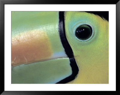 Toucan Close-Up, Costa Rica by Darrell Gulin Pricing Limited Edition Print image