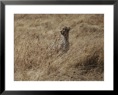 A Camouflaged Cheetah Sits Alone In A Field Of Tall Grass In Serengeti National Park by Kenneth Love Pricing Limited Edition Print image