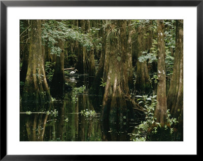 A Great Egret Or Common Egret Stalks Fish In A Cypress Tree Swamp by Farrell Grehan Pricing Limited Edition Print image