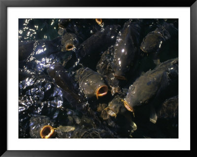 Schooling Carp, Lake Mead Nra, Nv by Mark Gibson Pricing Limited Edition Print image