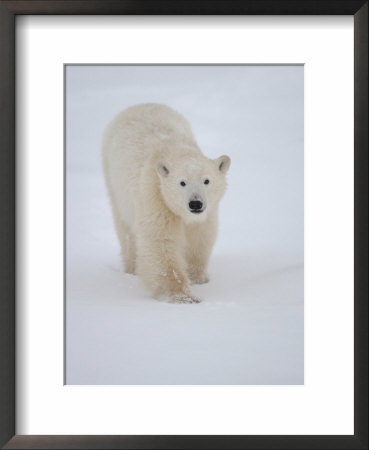 Polar Bear In Churchill Manitoba by Keith Levit Pricing Limited Edition Print image