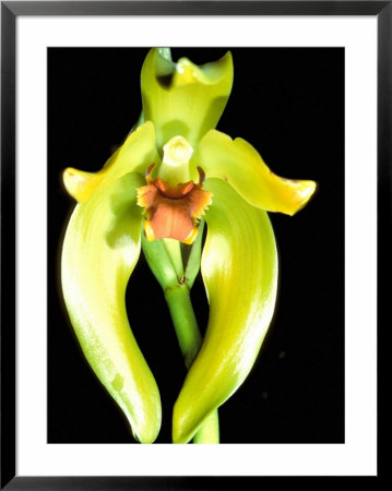 Rainforest Orchid, Amazon, Ecuador by Pete Oxford Pricing Limited Edition Print image