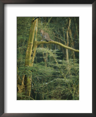 A Leopard Sits In A Tree by Roy Toft Pricing Limited Edition Print image