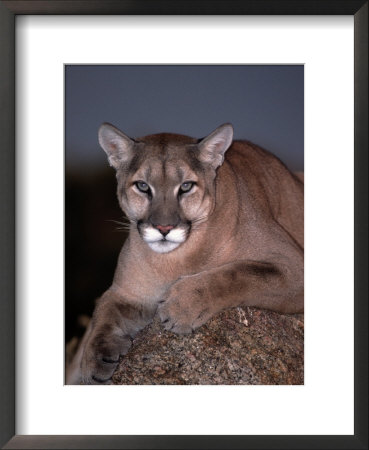 Mountain Lion On Rock, Felis Concolor by Robert Franz Pricing Limited Edition Print image