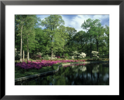 Azaleas At Bryan Park, Richmond Va by Everett Johnson Pricing Limited Edition Print image
