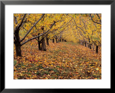 Apple Orchard In Autumn, Oroville, Washington, Usa by Jamie & Judy Wild Pricing Limited Edition Print image