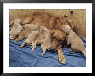 Sixteen-Day-Old Golden Retriever Puppies Nurse And Nestle Close To Their Mother by Joseph H. Bailey Pricing Limited Edition Print image