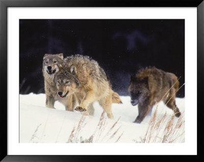 Pack Of Timber Wolves (Canis Lupus) by Elizabeth Delaney Pricing Limited Edition Print image