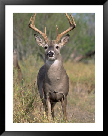 White-Tailed Deer, Odocoileus Virginianus by Amy And Chuck Wiley/Wales Pricing Limited Edition Print image