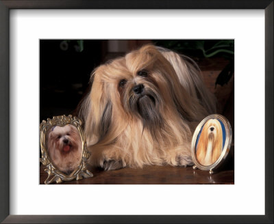 Lhasa Apso With Framed Pictures Of Other Lhasa Apsos by Adriano Bacchella Pricing Limited Edition Print image