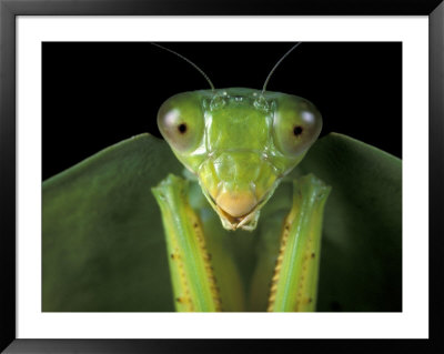 Praying Mantis, Barro Colorado Island, Panama by Christian Ziegler Pricing Limited Edition Print image
