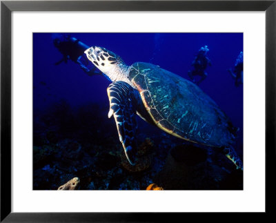 Scuba Diving In Soufriere Bay With Loggerhead Turtle, Dominica, Caribbean by Greg Johnston Pricing Limited Edition Print image