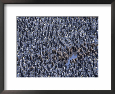 King Penguin Colony, South Georgia Island, Antarctica by Hugh Rose Pricing Limited Edition Print image