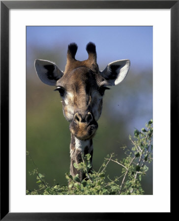 Close-Up Of Giraffe Feeding, South Africa by William Sutton Pricing Limited Edition Print image