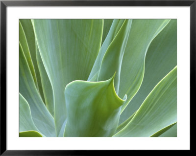 Agave Plant, Maui, Hawaii, Usa by Julie Eggers Pricing Limited Edition Print image