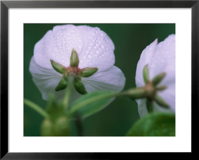 Morning Dew Forms Drops And Droplets Of Water On A Cherry Blossom by Taylor S. Kennedy Pricing Limited Edition Print image