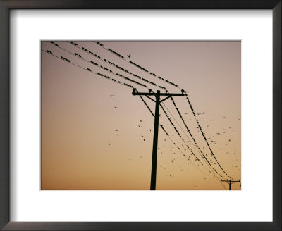 Silhouetted Against A Twilight Sky, A Flock Of Birds Rests On Telephone Wires by Robert Madden Pricing Limited Edition Print image
