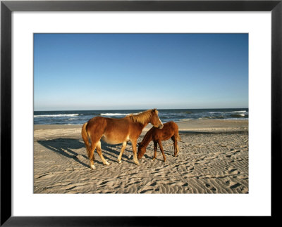Two Chincoteague Ponies Stand Close Together On The Beach by James P. Blair Pricing Limited Edition Print image